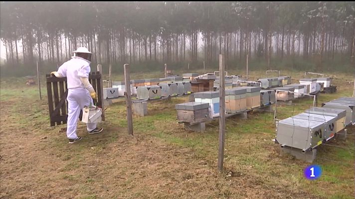 Telexornal - Galicia - O mellor mel