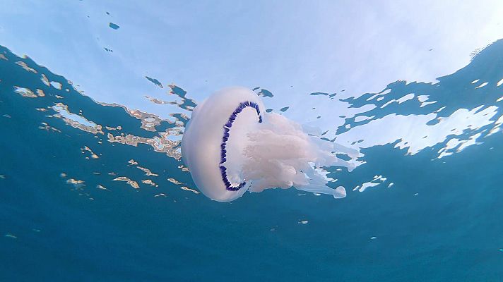 Cnidarios y cubomedusas