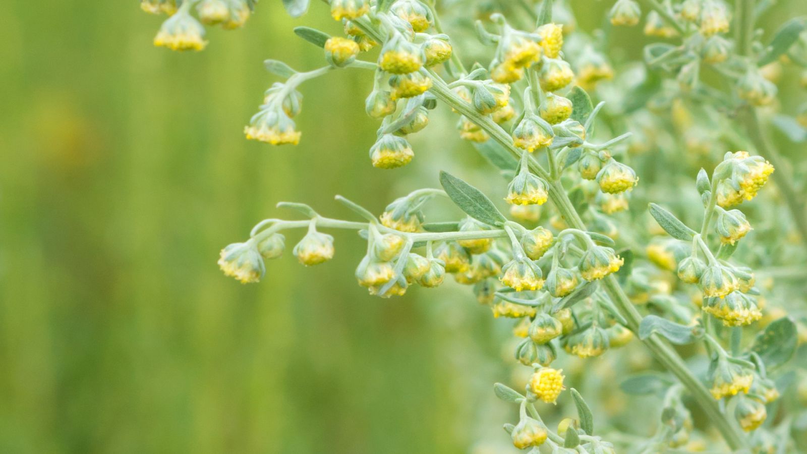 Aquí la Tierra - ¿Qué propiedades curativas tiene el ajenjo?