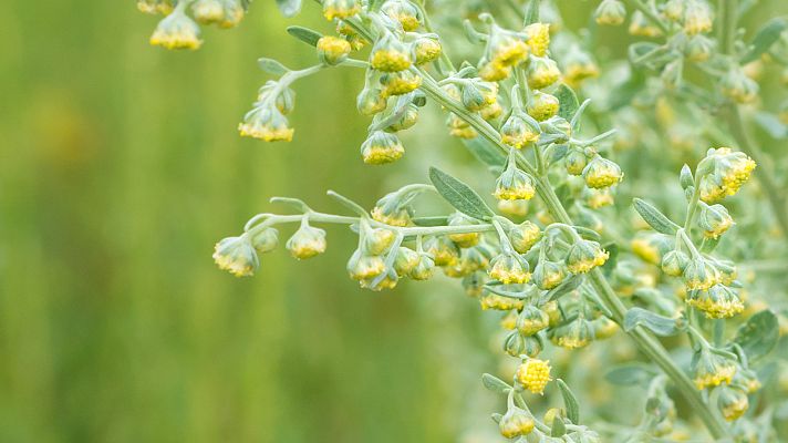 Aquí la Tierra - ¿Qué propiedades curativas tiene el ajenjo?