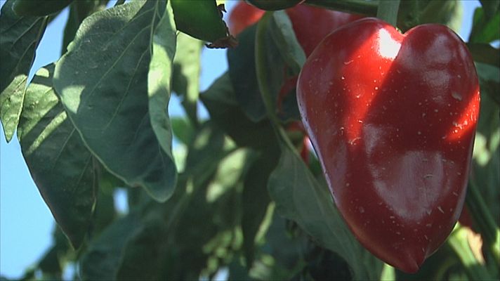 Pimiento del piquillo de Lodosa