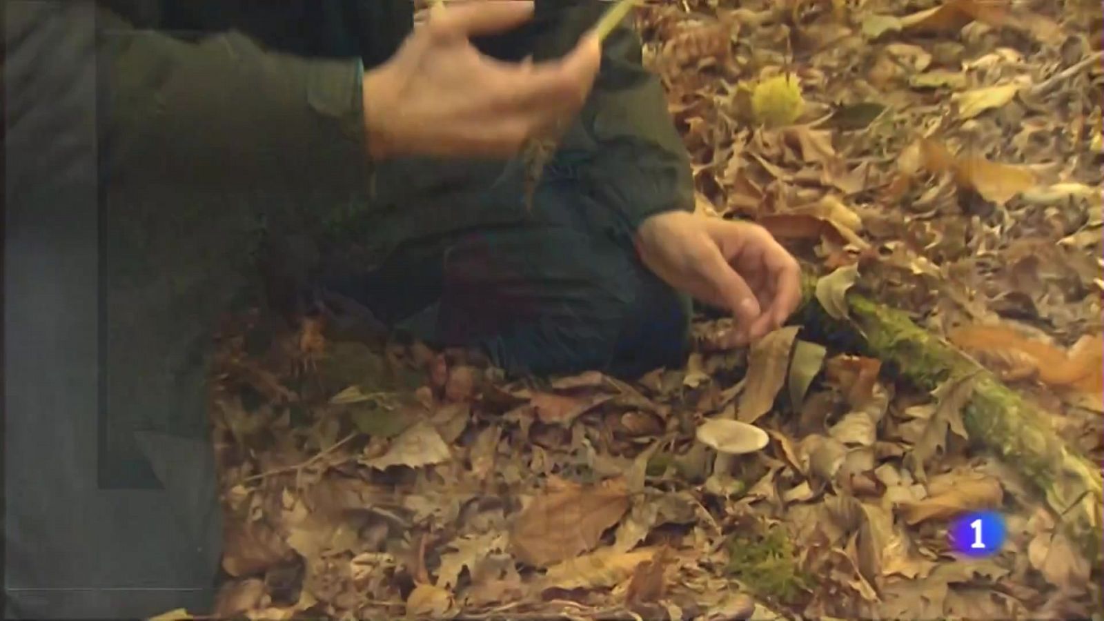 Explosión de setas en Ulzama - Telenavarra | Ver