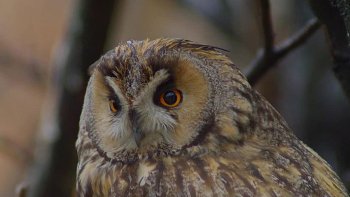 Ciudades salvajes - Residentes