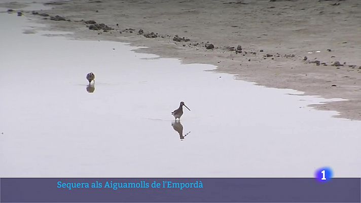 Els aiguamolls de l'Empordà pateixen una de les pitjors sequeres 