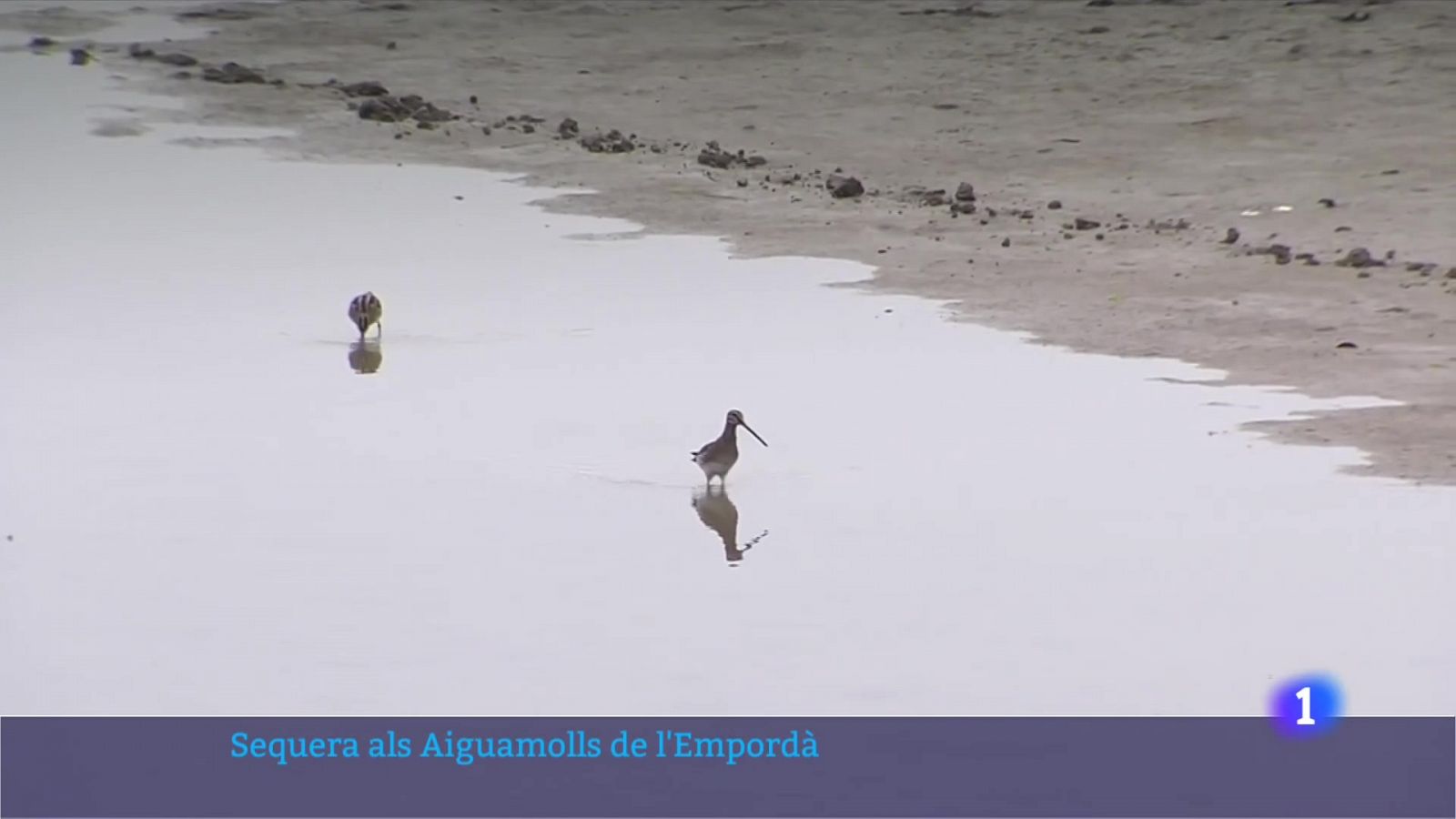 Els aiguamolls de l'Empordà pateixen una de les pitjors sequeres 