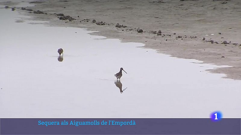 Els aiguamolls de l'Empordà pateixen una de les pitjors sequeres 