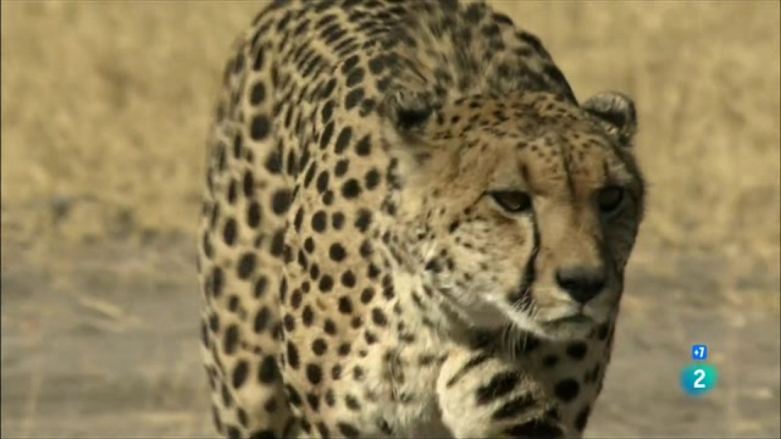 Grans Documentals - El guepard. La carrera pel tro - Veure ara