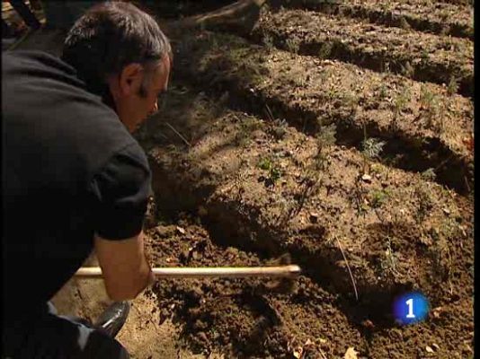 Ciencia y tecnología en Rtve.es - Trastornos de memoria