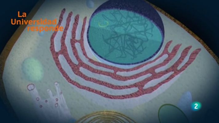 La aventura del Saber - ¿Se pueden curar las enfermedades neurodegenerativas?