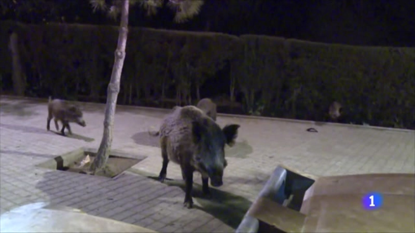 Augmenta la presència de senglars a Barcelona, el setembre es van notificar 171 incidències