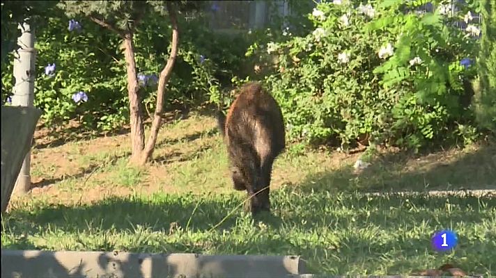Telediario 1 - El Ayuntamiento de Barcelona trabaja para frenar el aumento de jabalíes por la ciudad