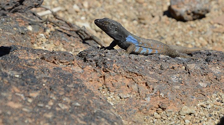 El volcán de La Palma, una amenaza para especies únicas en el mundo