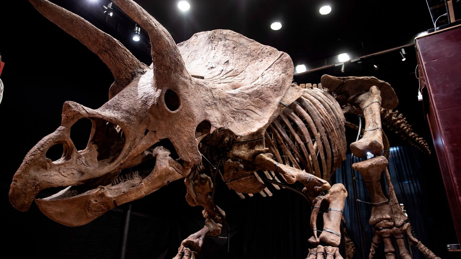 Subastan el esqueleto de un triceratops por 6,6 millones de euros