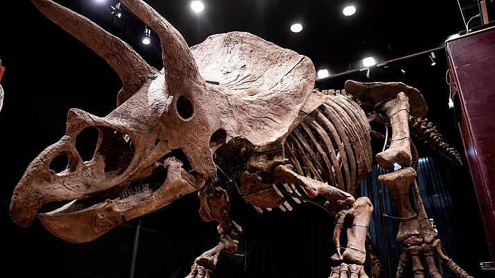 Subastan el esqueleto del mayor triceratops descubierto hasta ahora por 6,65 millones de euros