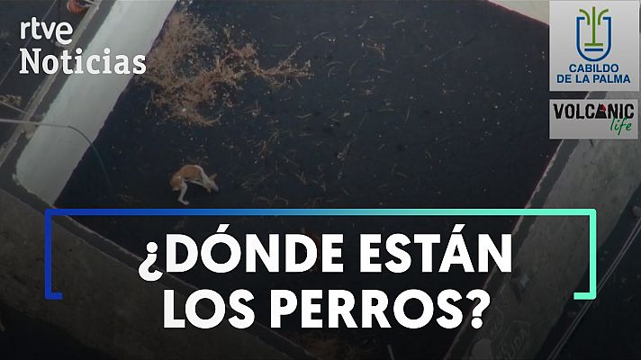 El 'Equipo A' se cuela en la zona de exclusión y rescata a los 4 perros atrapados