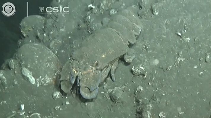 El buque Ángeles Alvariño capta imágenes de los animales afectados por la lava en el fondo marino