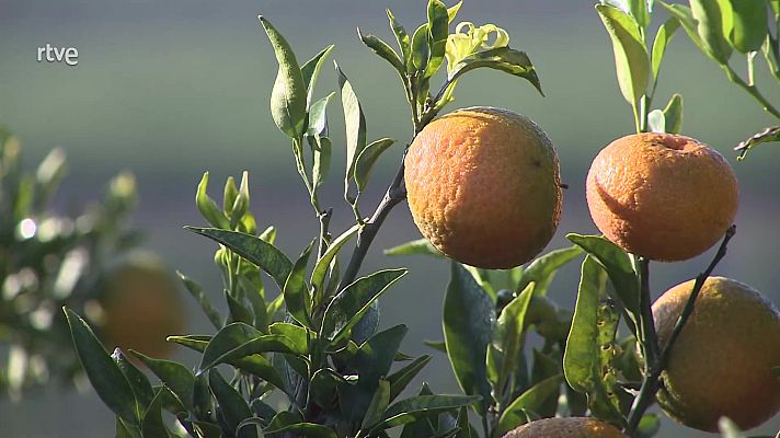 Agrosfera - Agrosfera - 23/10/21