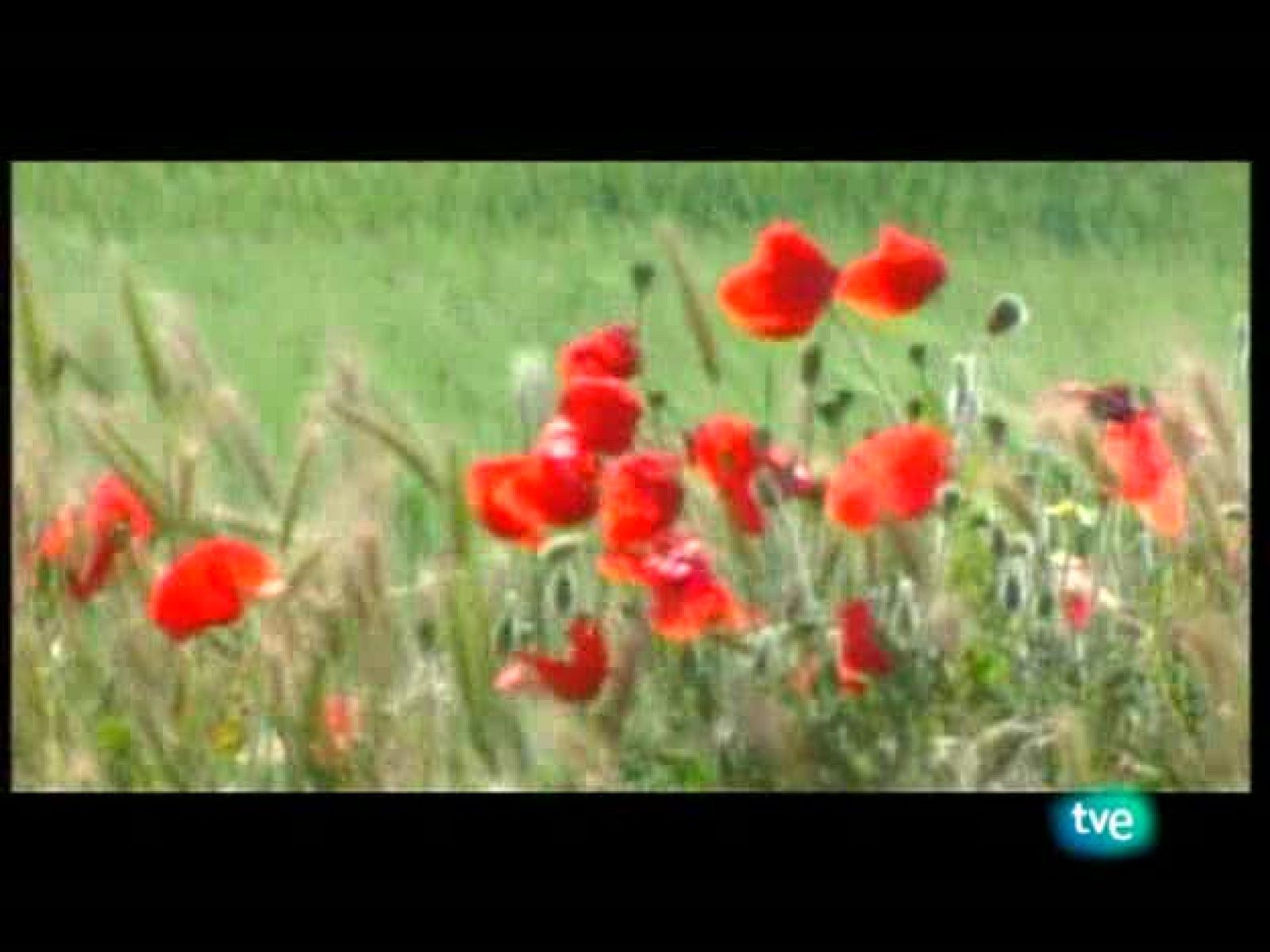 La frontera invisible - El rostro desvelado - La frontera invisible | Ver