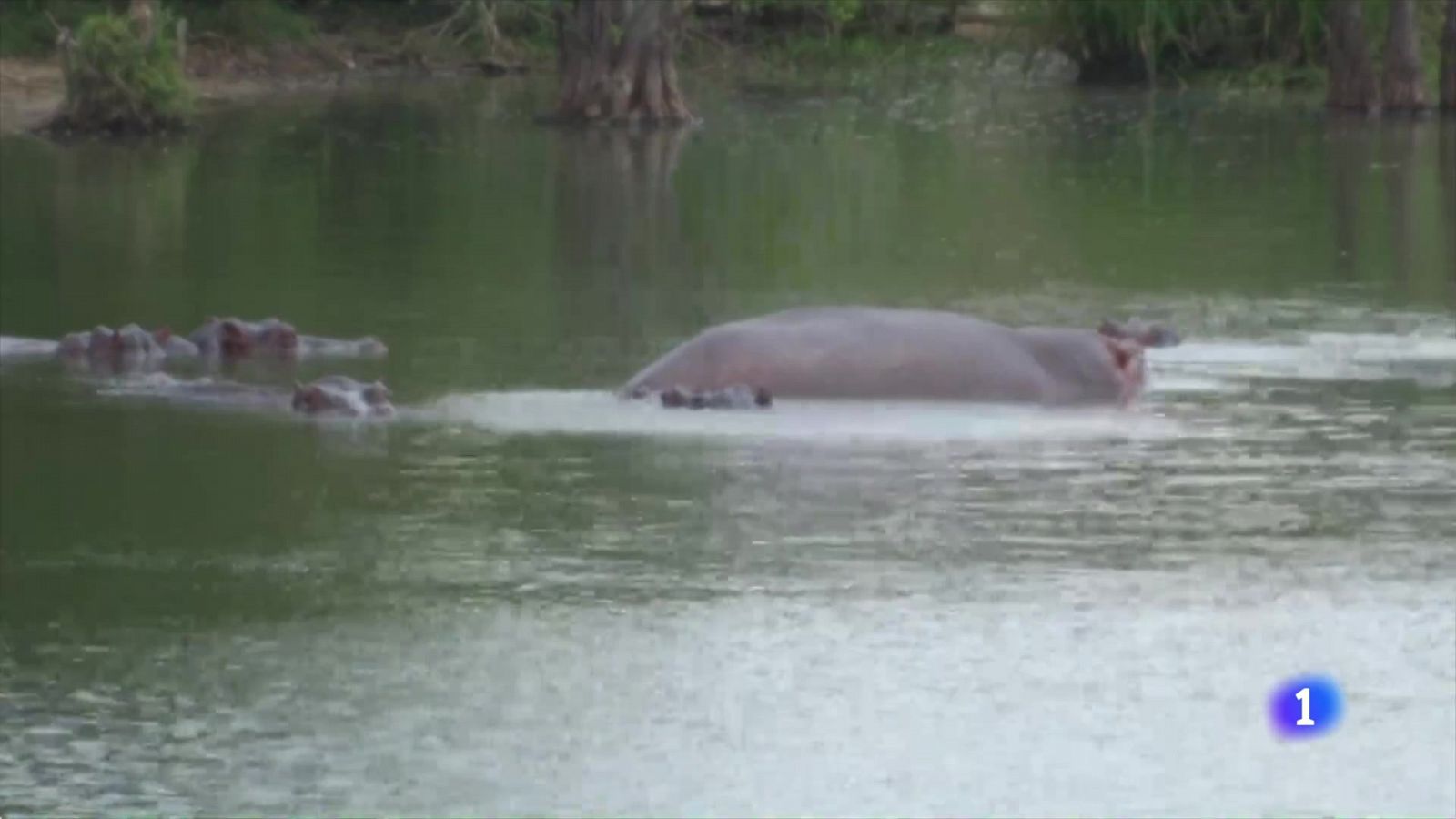 Los hipopótamos de Escobar, una especie invasora - RTVE.es