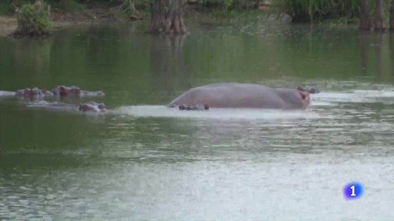 Los hipopótamos de Escobar, una especie invasora
