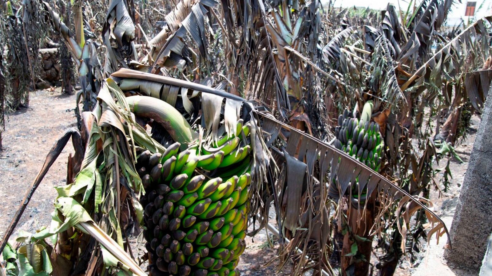 La agricultura, especialmente afectada por el volcán  - RTVE.es