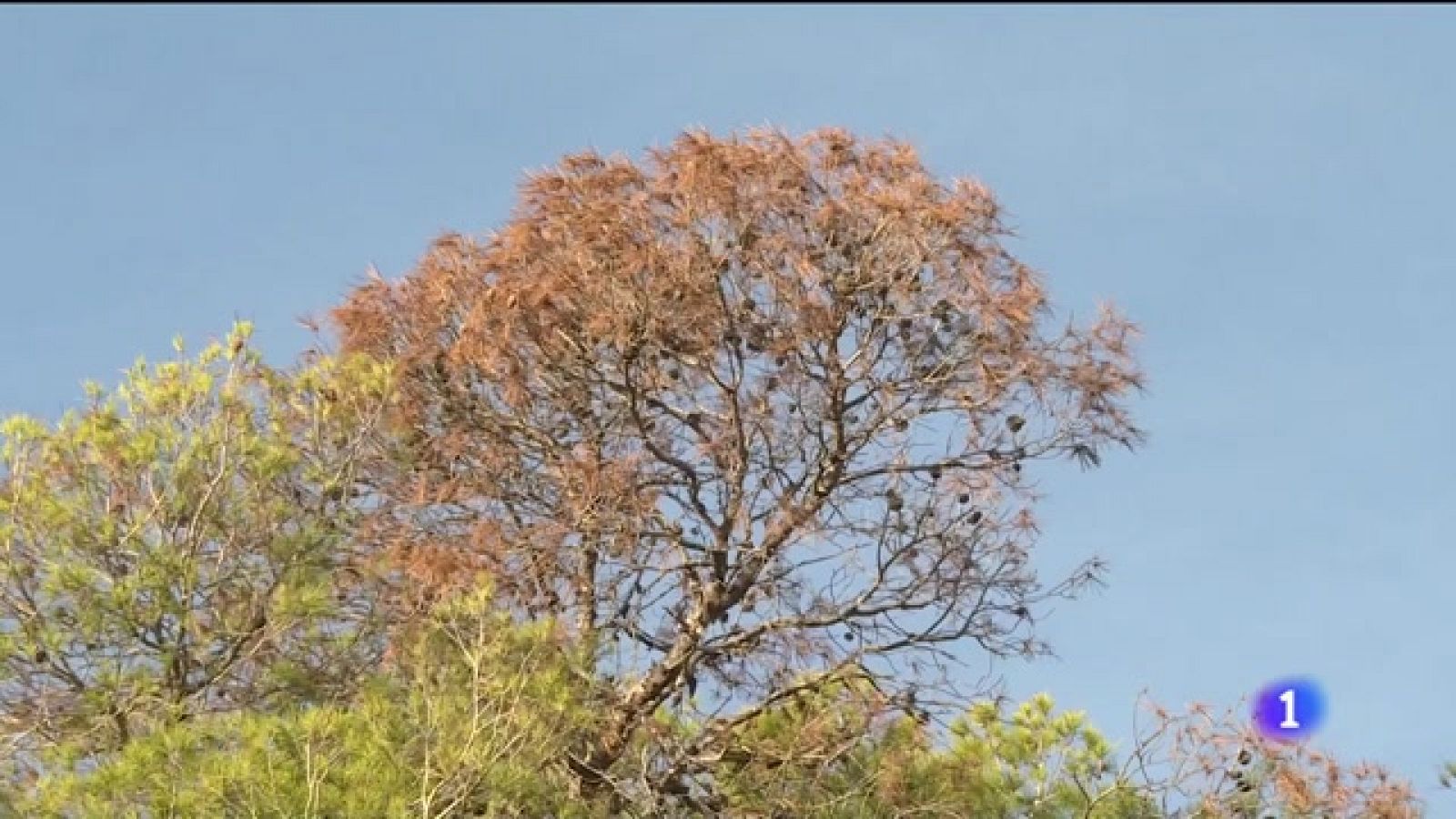 Els arbres del Castell de Bellver estan en perill