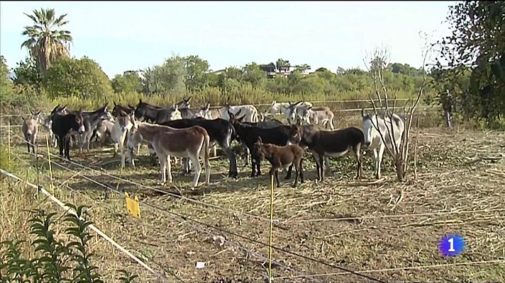 Dimitix el director de medi natural per la mort de 10 ases al desert de les Palmes