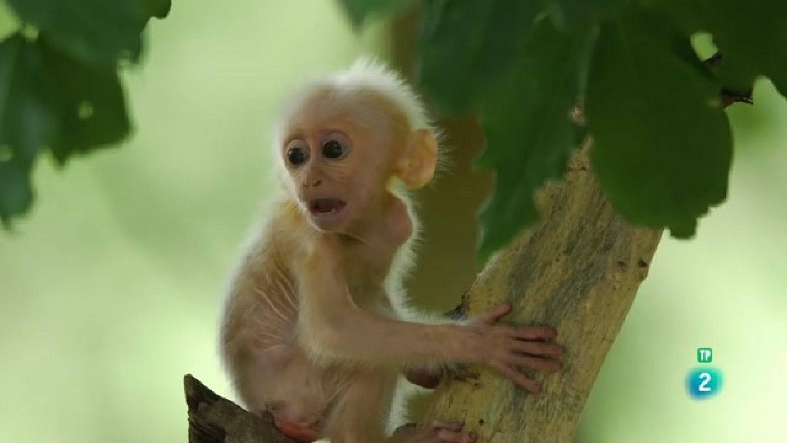 Grans Documentals - Destí Myanmar - Veure ara