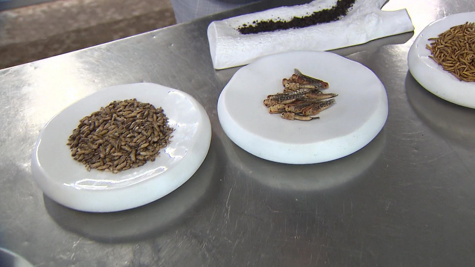 Repor - Insectos para el futuro - ver ahora