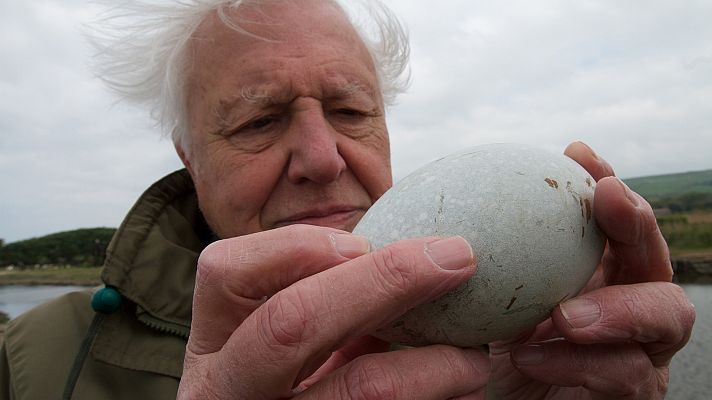 Mundo natural: Attenborough y la maravilla de los huevos