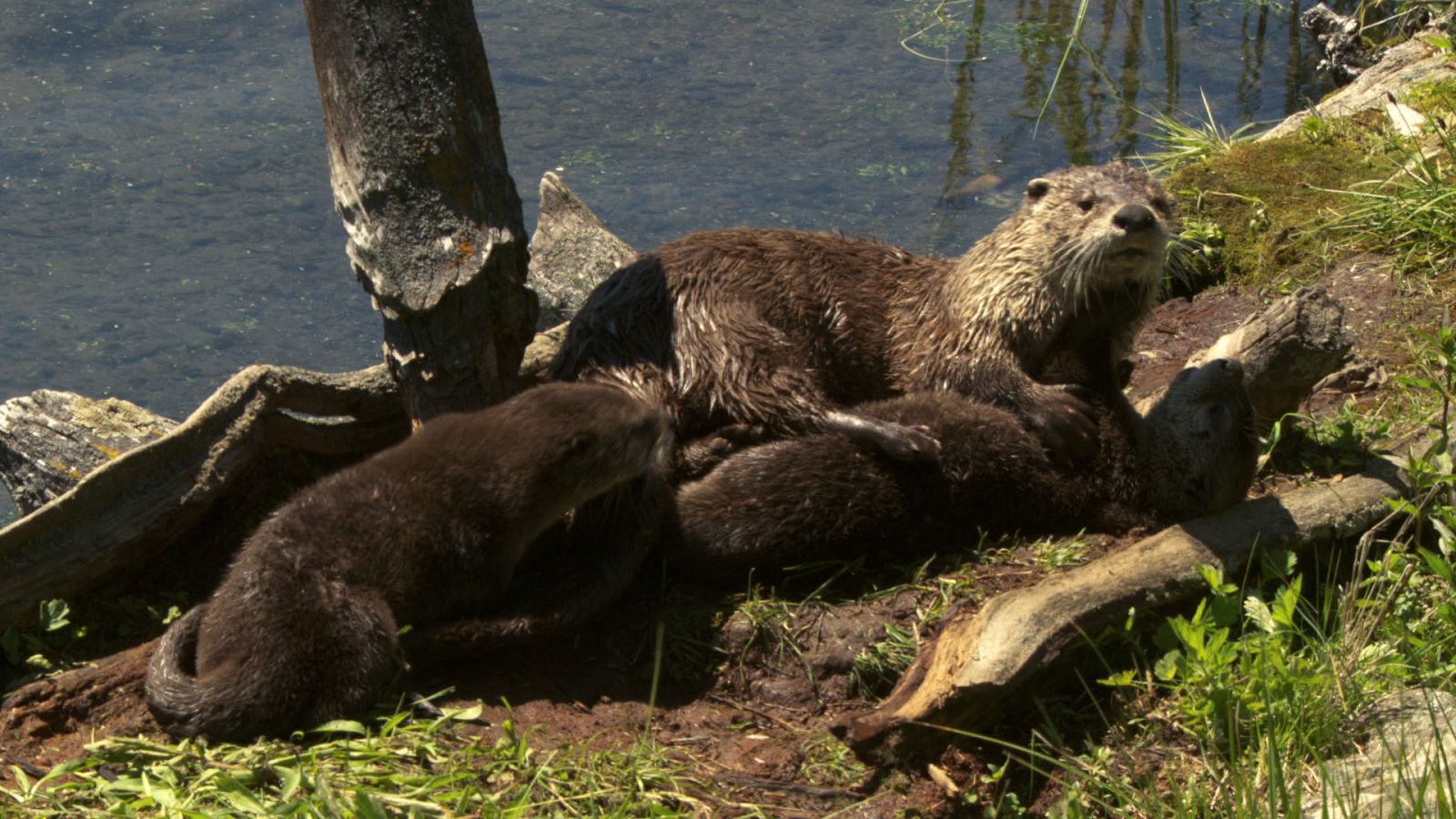 Somos documentales - Nutrias. Las dueñas del río en Yellowstone - Documental en RTVE