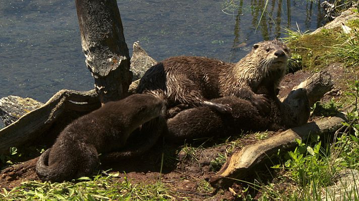 Nutrias. Las dueñas del río en Yellowstone