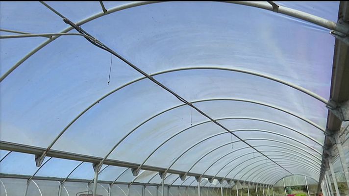 Telexornal - Galicia - Flores para Defuntos