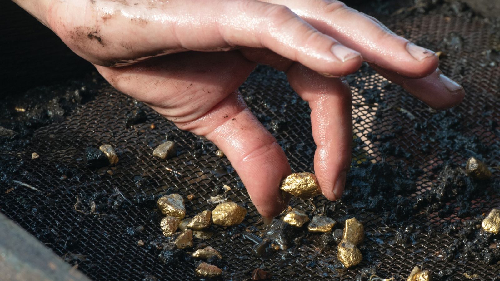 Crecen los buscadores de oro en ríos y Escocia