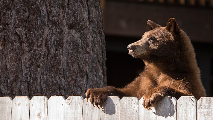 Ciudades salvajes - Transeuntes