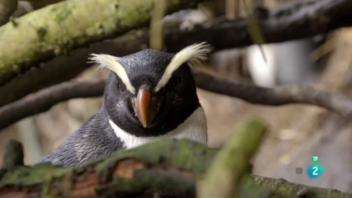 Som Documentals - El regne dels pingüins