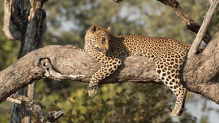 Malaika, la leoparda cazadora