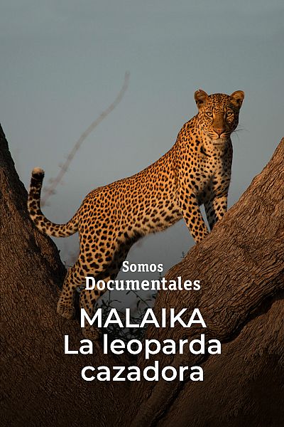 Malaika, la leoparda cazadora