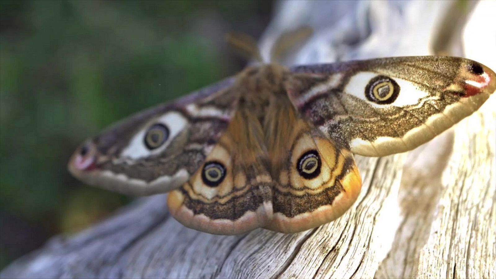 Saturnia Josephinae, la mariposa con falsos ojos en las alas