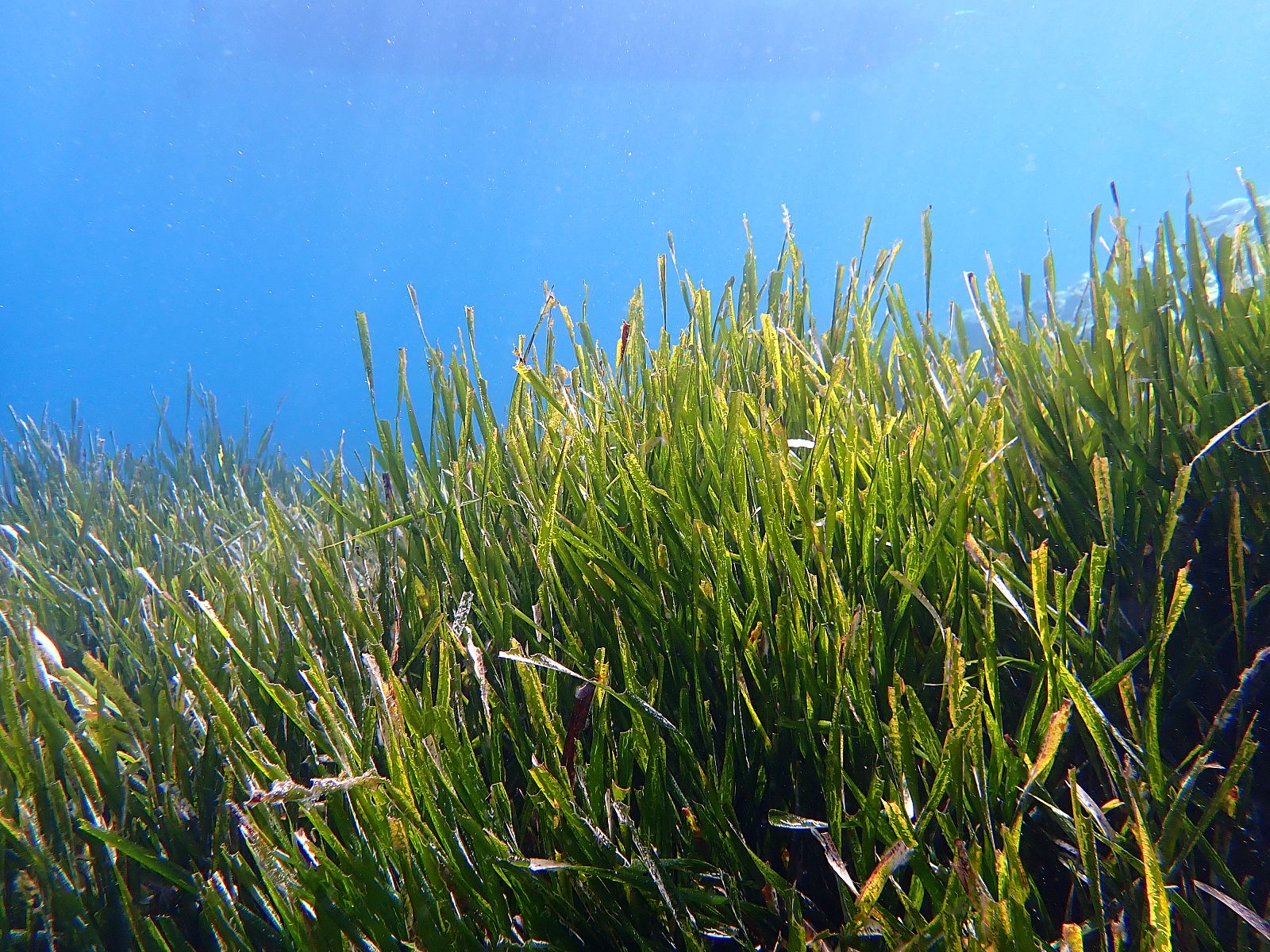  La posidonia y sus efectos en el fondo marino