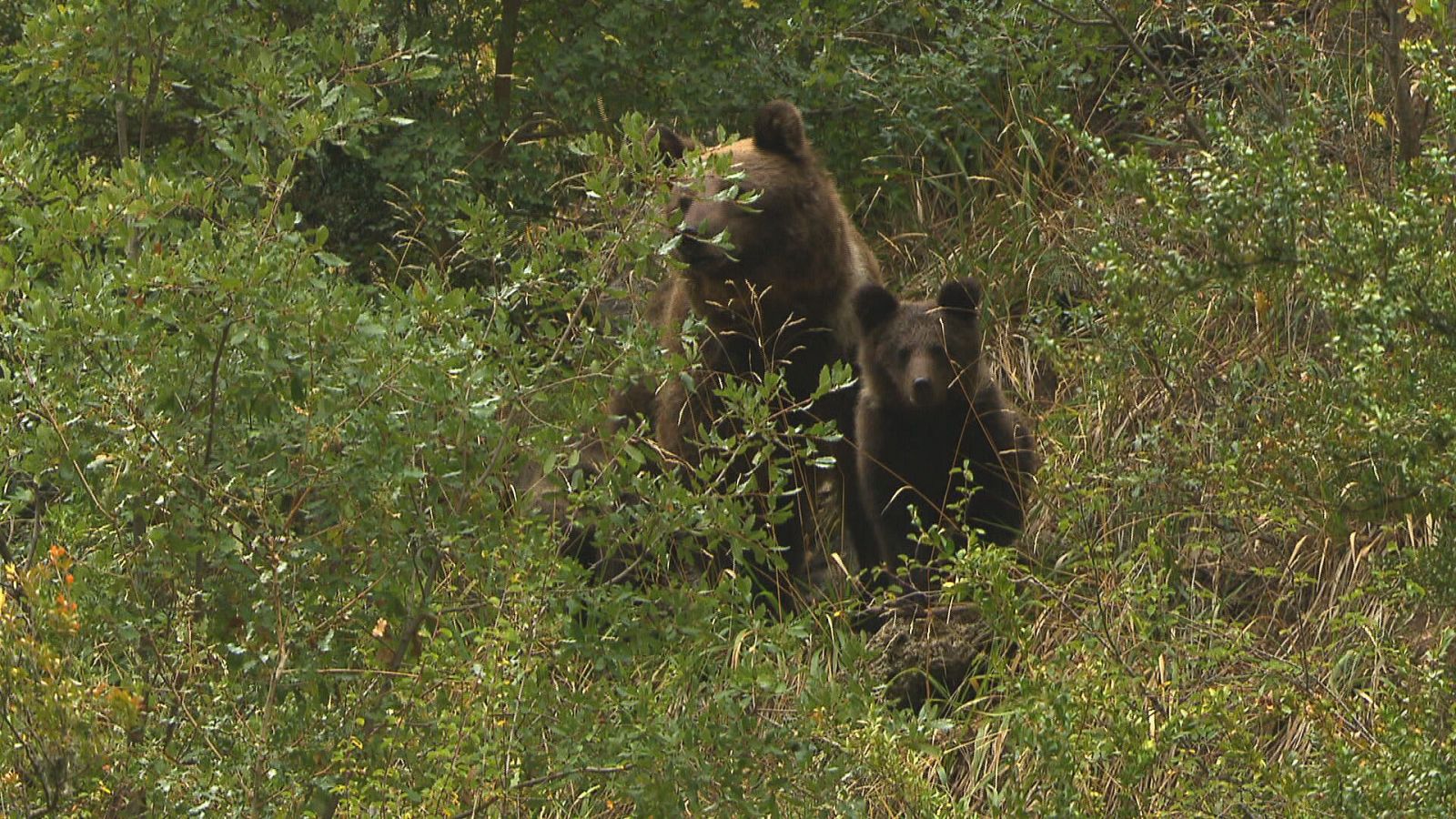 Comando actualidad - Turismo salvaje - Ver ahora