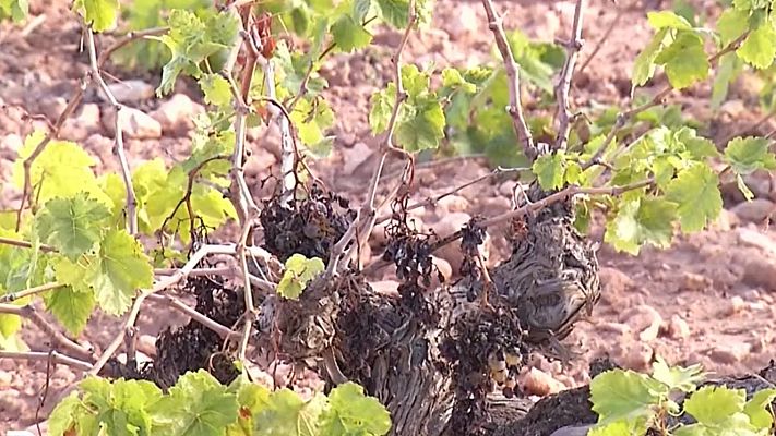 Cambio climático: el coste de invertir para frenarlo y el coste de no actuar