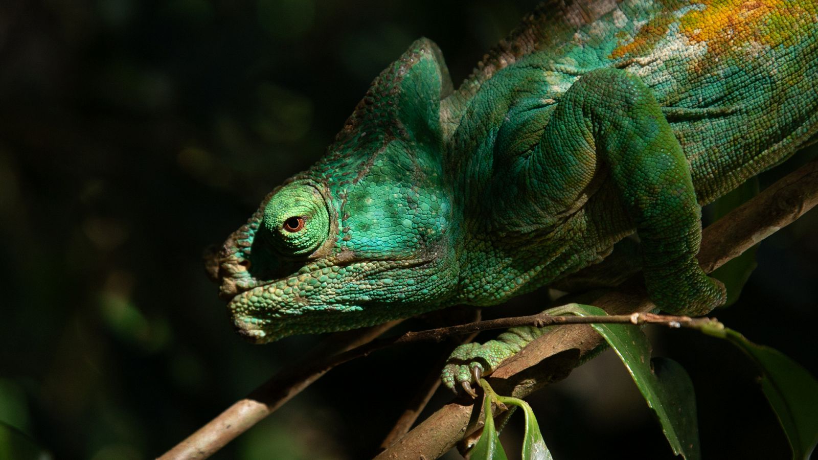 Somos documentales - Madagascar, las Galápagos de África - Documental en RTVE