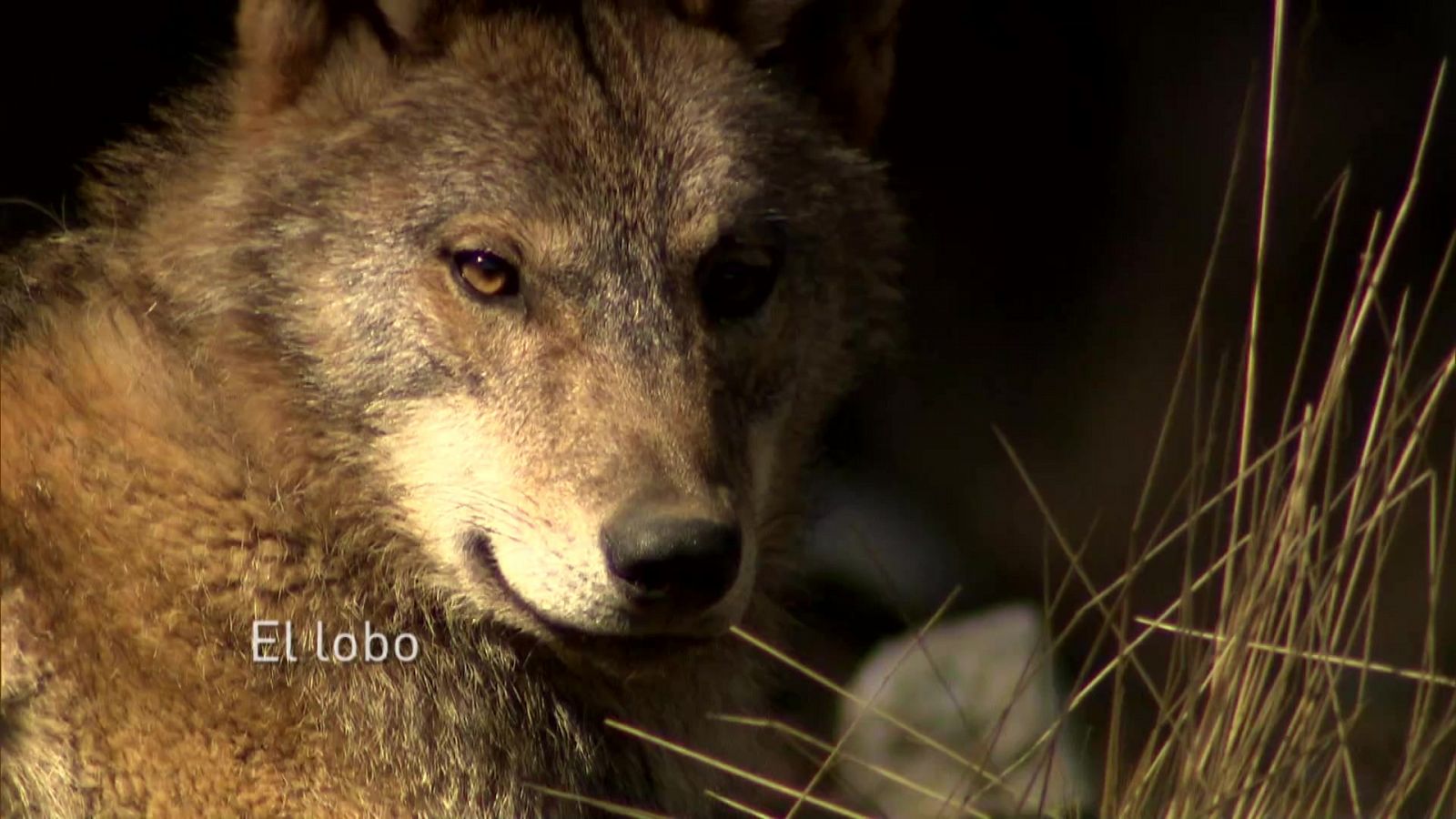 Jara y sedal - El lobo - Documental en RTVE