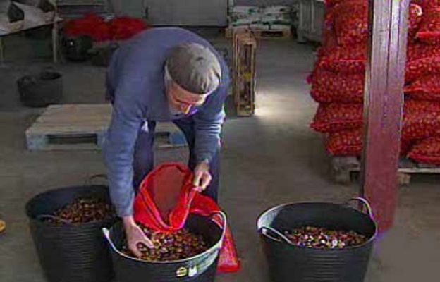  - El calor reduce la venta de castañas