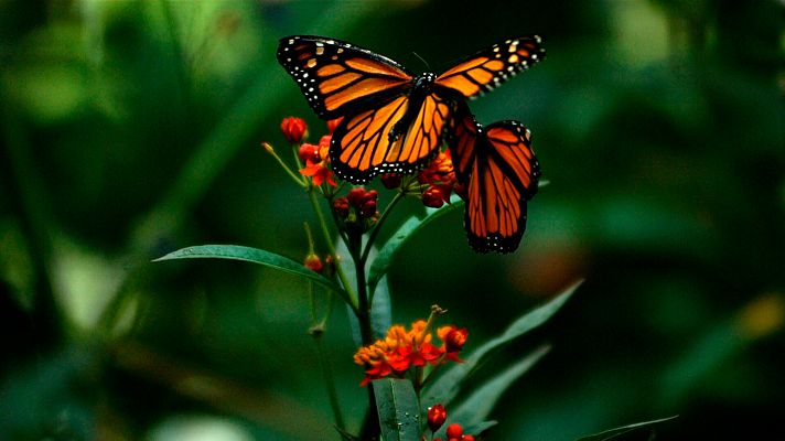 Mariposas