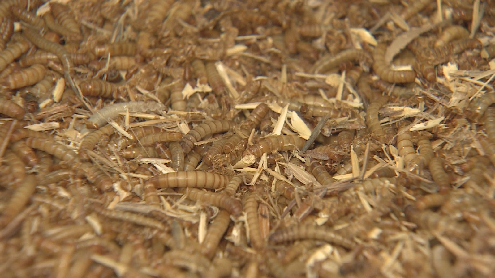 Repor / Insectos para el futuro - RTVE.es