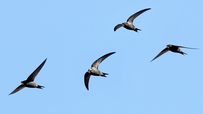 ¡Qué animal! - Los vencejos