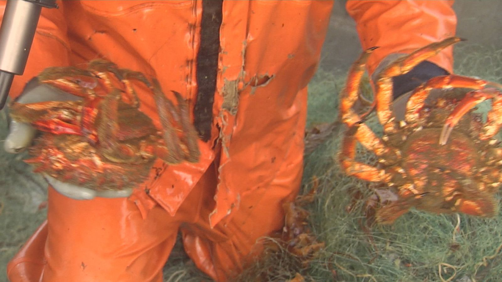 Centola para o Nadal