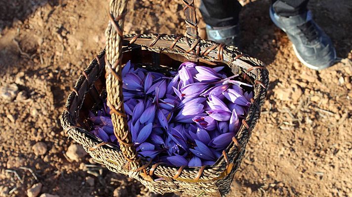 Telediario 2 - Arranca la campaña de azafrán en España, una de las especies más caras